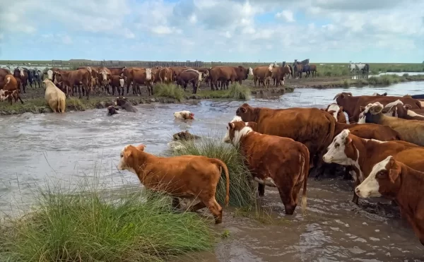 Berardo Vignatti: &ldquo;Las consecuencias de las lluvias en el campo son devastadoras&rdquo;