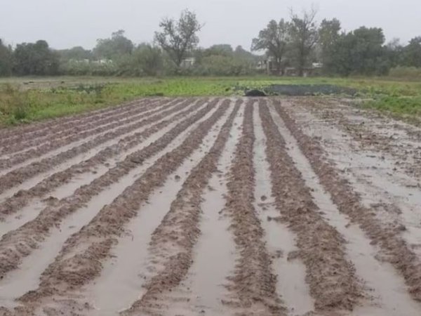 Da&ntilde;o de hasta un 80% en la producci&oacute;n frutihort&iacute;cola del Gran Santa Fe