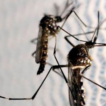 La ciudad registra su primer caso de Dengue
