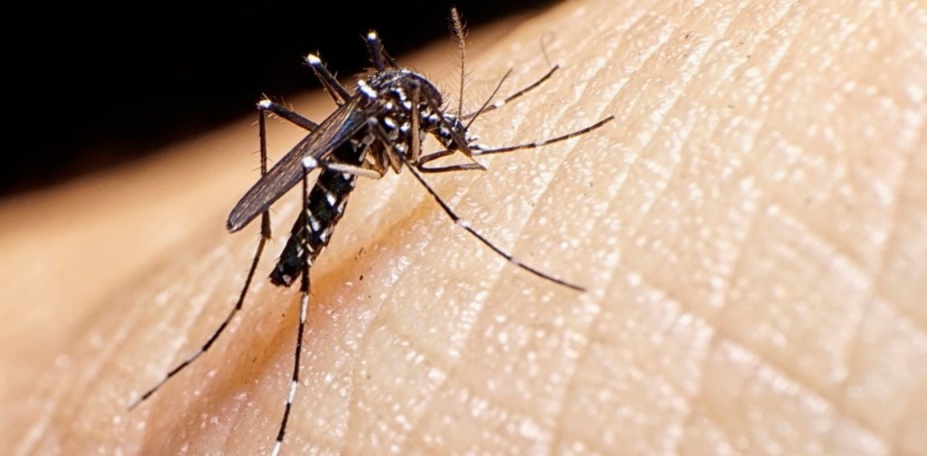 Incremento de casos de Dengue