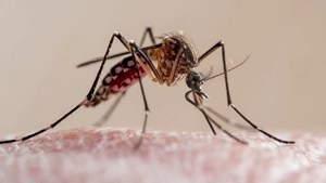 Primer caso de Dengue en la ciudad