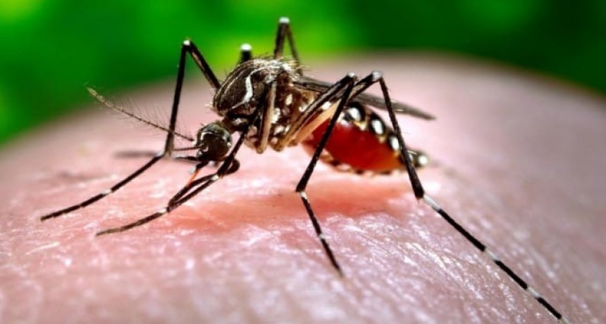 La ciudad de Santa Fe tiene 67 casos de Dengue