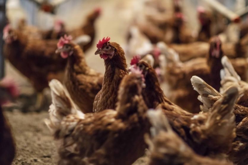 Sacrificaron 15.000 gallinas por gripe aviar en el departamento Las Colonias