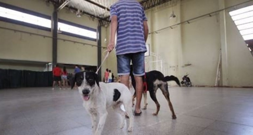 Castración de mascotas en vecinal Libertad de Santo Tomé 