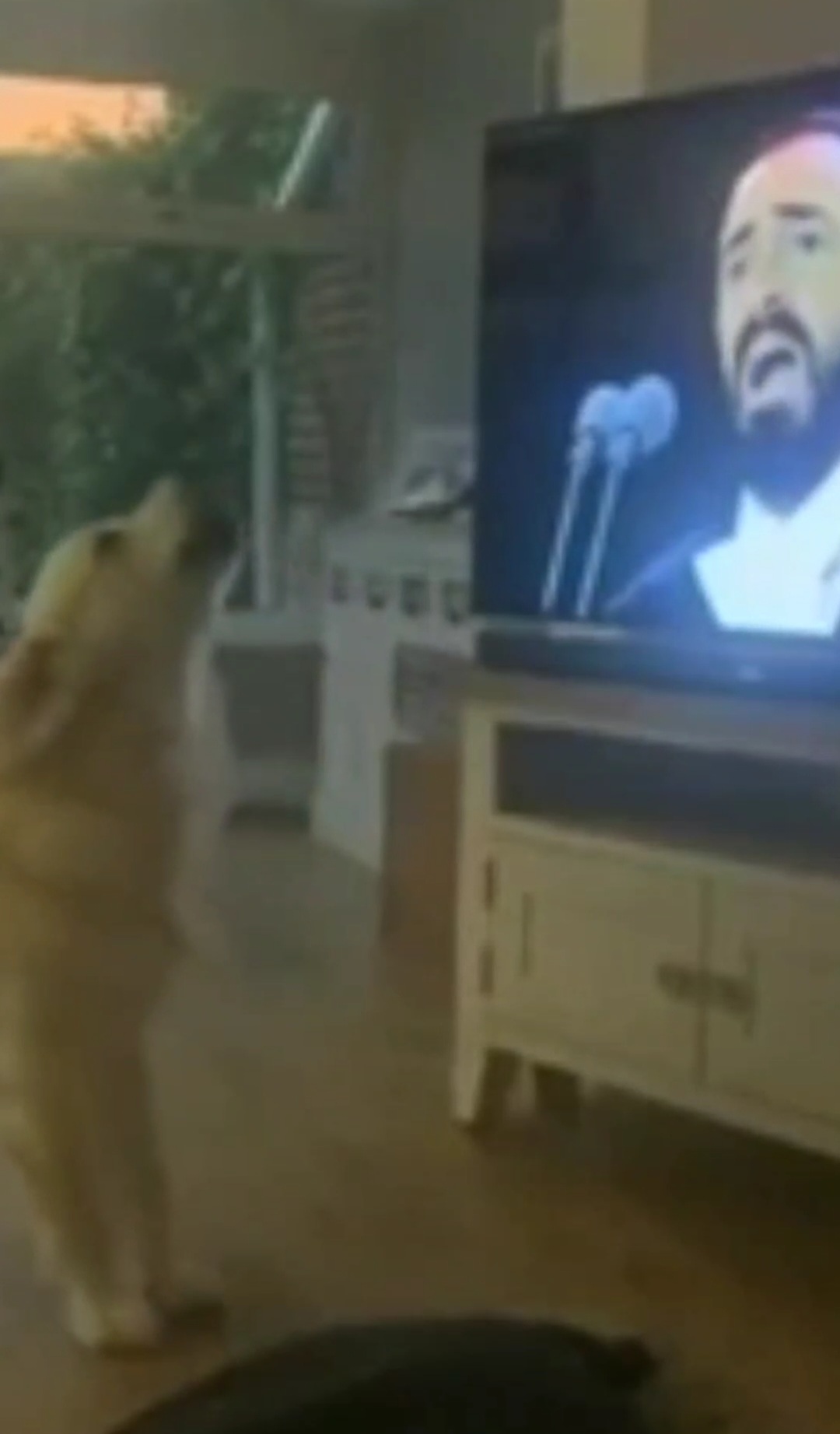 Perro canta junto a Pavarotti cuando lo ve por televisión