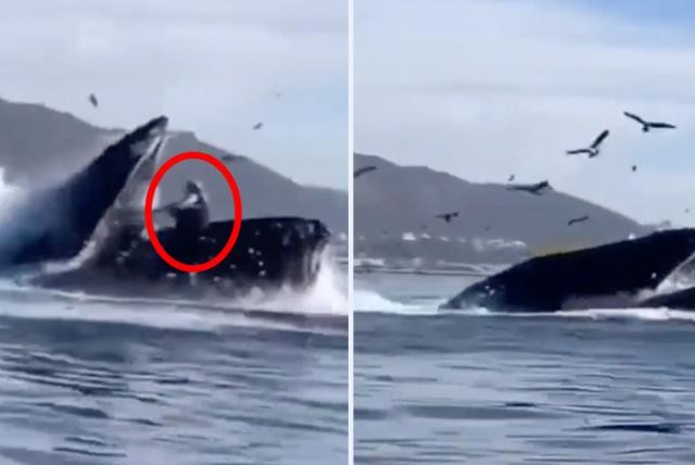 Una ballena casi se traga a dos mujeres en California