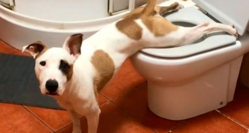 Perrita se viraliza por saber hacer pis en el inodoro