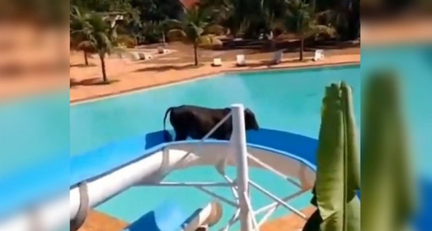 Una vaca quedó atrapada en un tobogán acuático