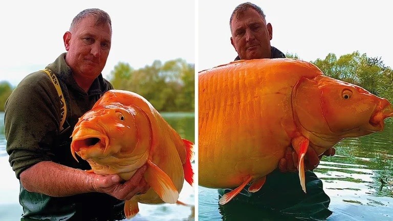Británico pescó uno de los peces dorados más grandes del mundo