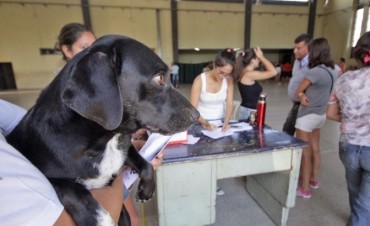 Vacunación antirrábica en Santo Tomé 