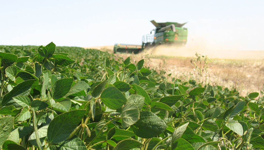 Una producción internacional récord de soja tira abajo los precios del grano