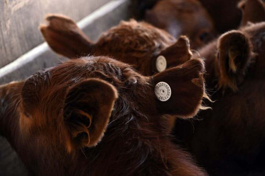 Productores rurales rechazan la obligatoriedad de la caravana electrónica 